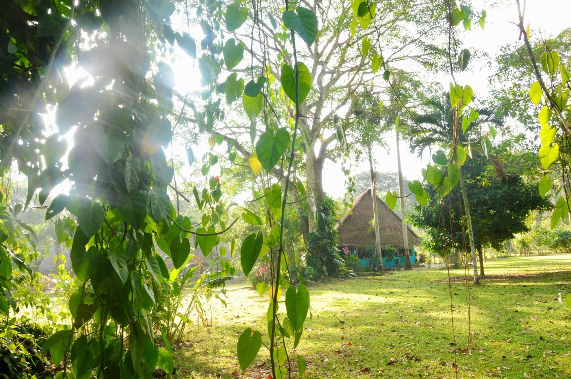 Bocawina Rainforest Resort Hopkins Exterior photo