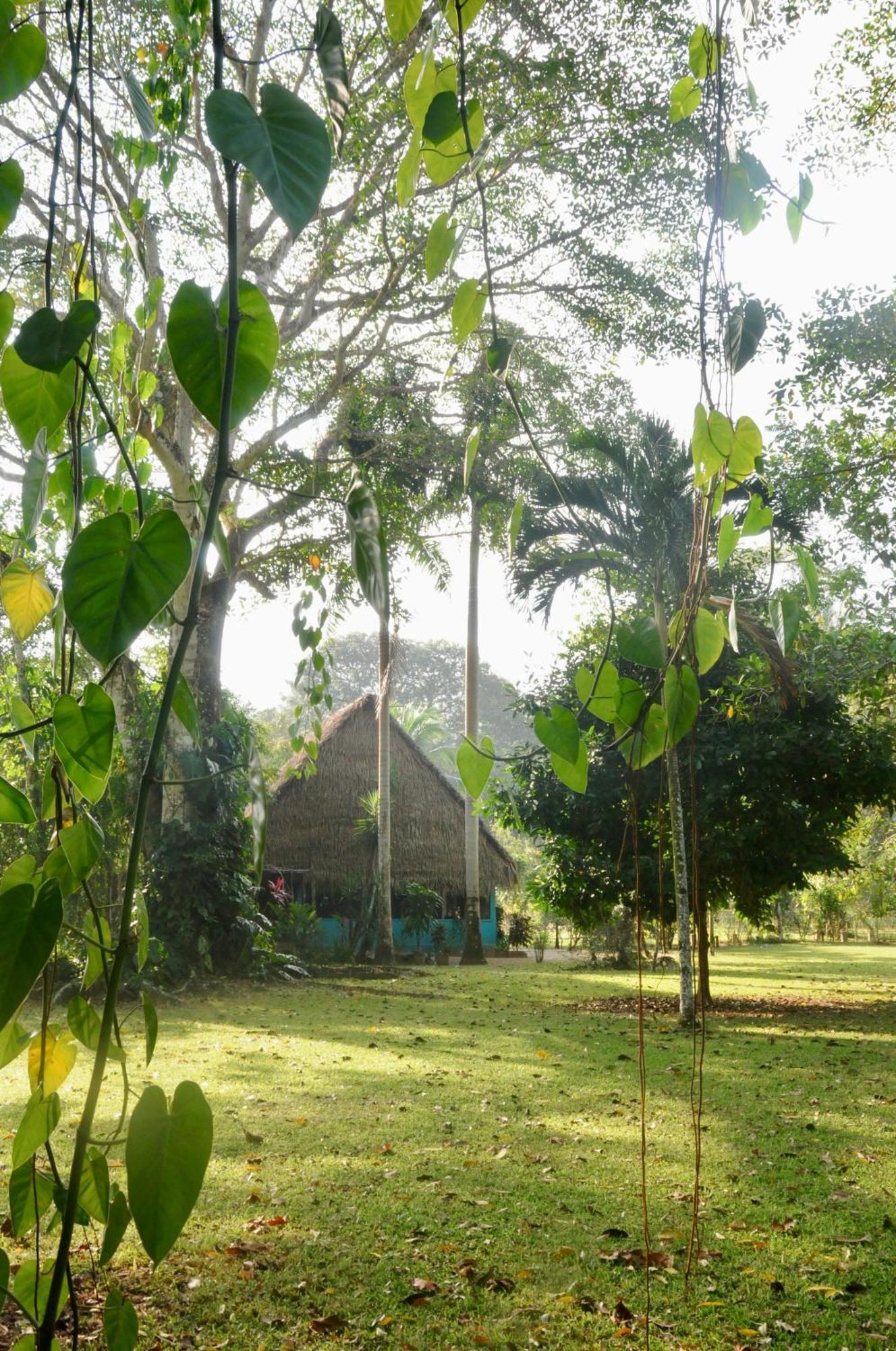 Bocawina Rainforest Resort Hopkins Exterior photo